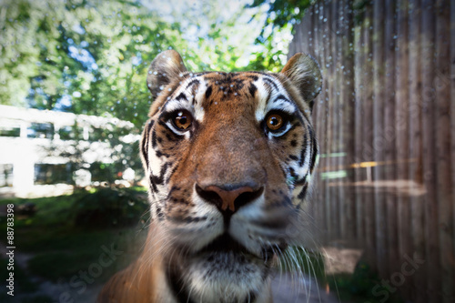 Fototapeta Naklejka Na Ścianę i Meble -  portrait of tiger
