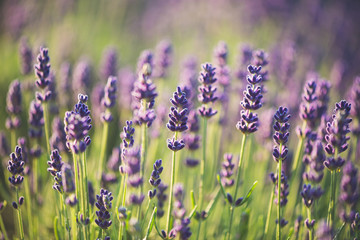 Leinwandbilder Lavendelfarbene Motive Lavender  © Laszlo