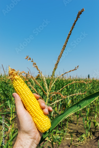 maize in hand over green field