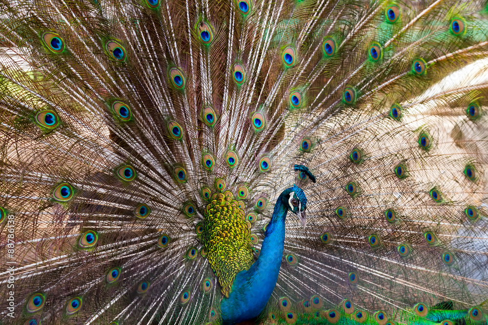 Obraz premium Peacock green Feathers blue birds