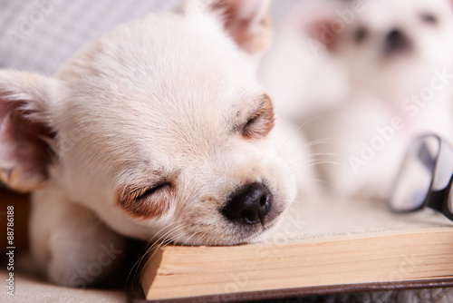 Adorable chihuahua dogs with book on sofa © Africa Studio