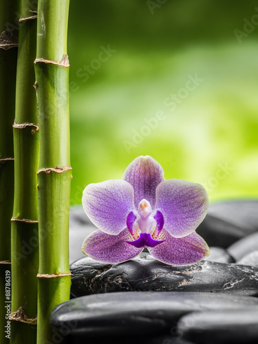 Canvas Print spa concept with zen basalt stones,bamboo and orchid
