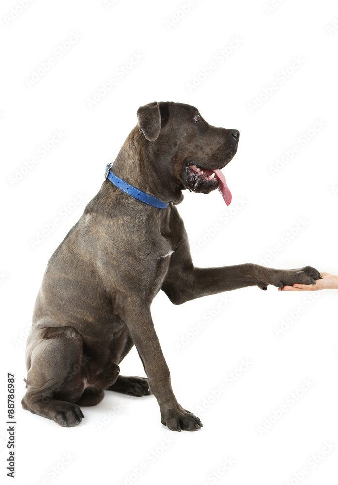 Cane corso italiano dog give a paw to human hand, isolated on white