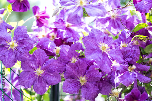 violet flowers of a klematis lit with the bright summer sun