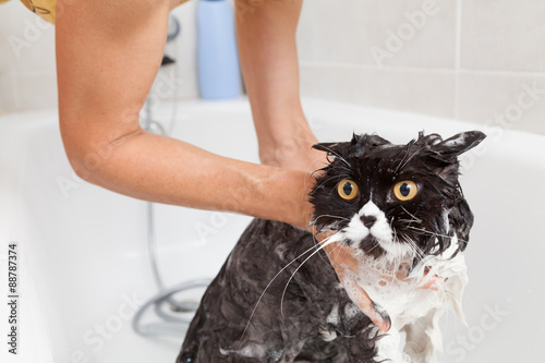 Fototapeta Naklejka Na Ścianę i Meble -  Bathing a cat