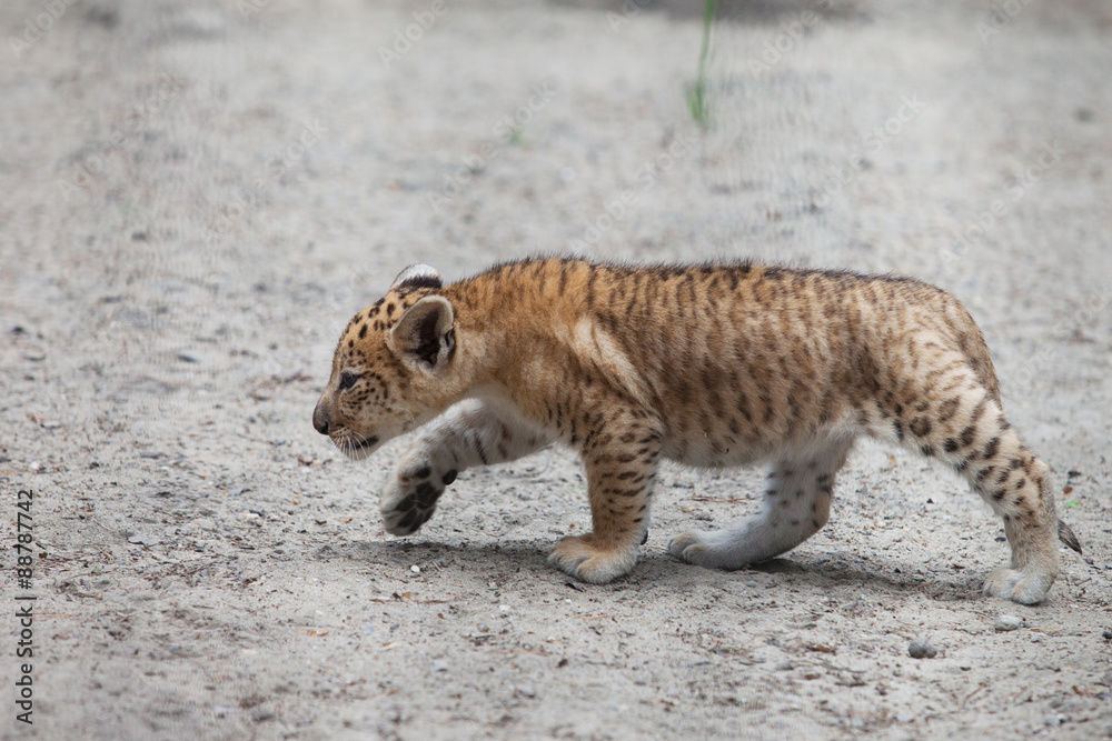 Fototapeta premium liger