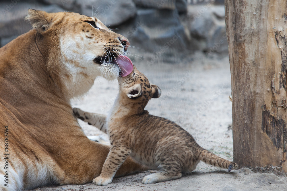 Naklejka premium liger