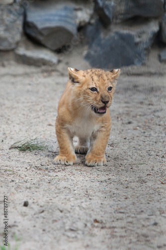 liger