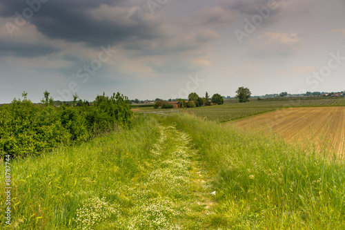 walkpath in the green weeds