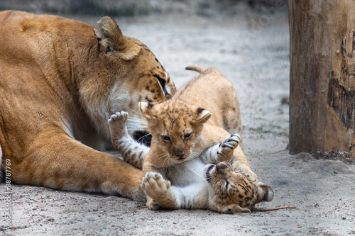 liger