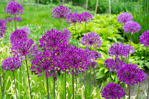 Fototapeta Naklejka Na Ścianę i Meble -  Purple Allium flower.