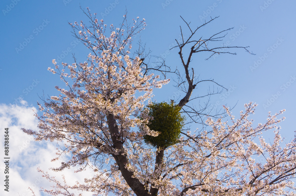 Spring Pink Cherry Blossoms with Blue Sky Background. Spring Pink Cherry Blossoms with Blue Sky Background.