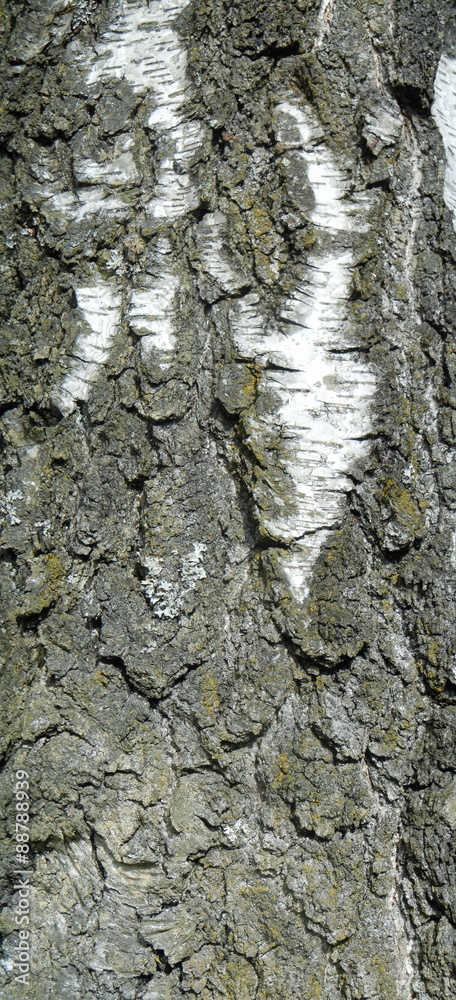 Fototapeta premium Birch bark