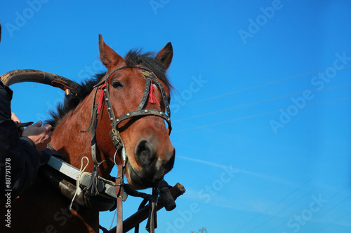 horse in harness