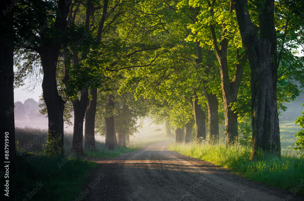 Country road running through tree alley in the morning fog, Pomerania, Poland