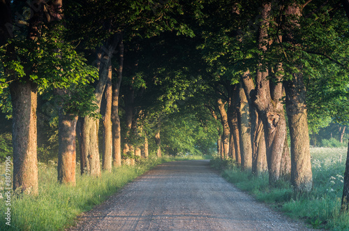 Country road running through tree alley, Pomerania, Poland