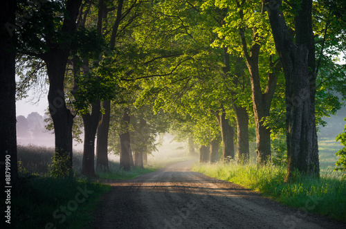Country road running through tree alley in the morning fog  Pomerania  Poland