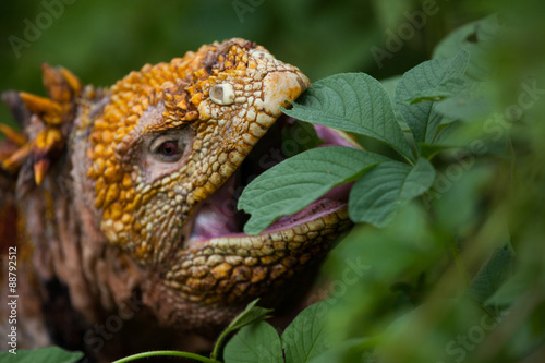 land iguana eating, Galapagos Islands, Ecuador

