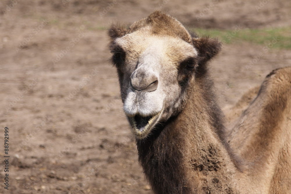 Obraz premium Head of dromedar