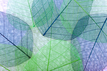 Papier peint photo Nervures de feuilles Abstract skeleton leaves background  © Africa Studio