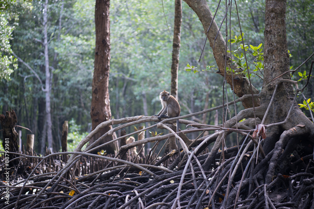 Mangrove forests swamp with river in Malaysia Mangrove forests swamp with river in Malaysia