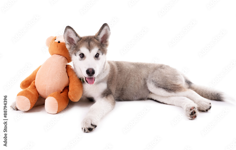 Cute Malamute puppy lying with teddy bear isolated on white
