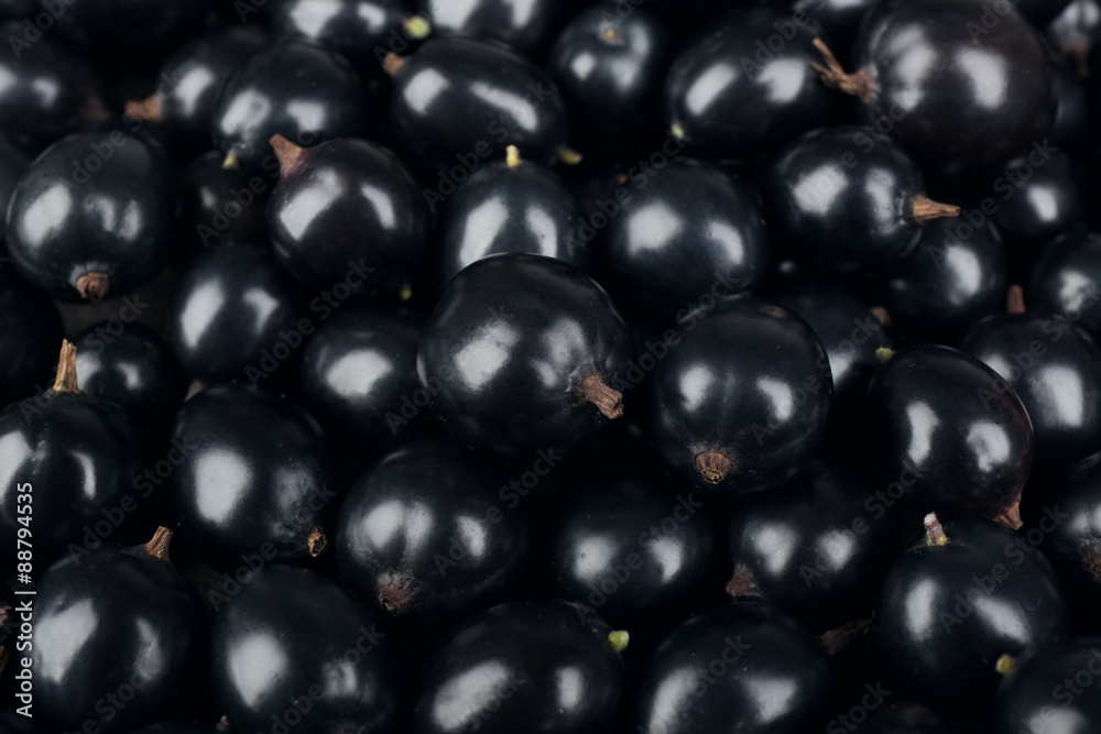 Heap of wild black currant close up Heap of wild black currant close up