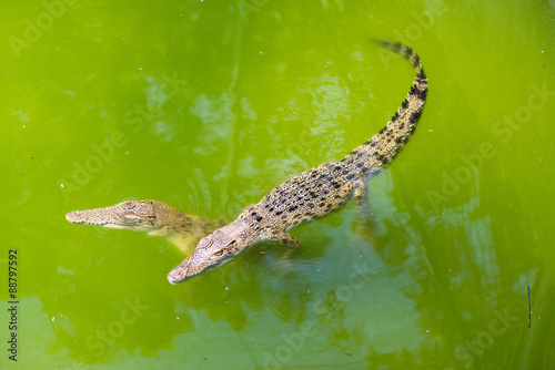 Crocodile