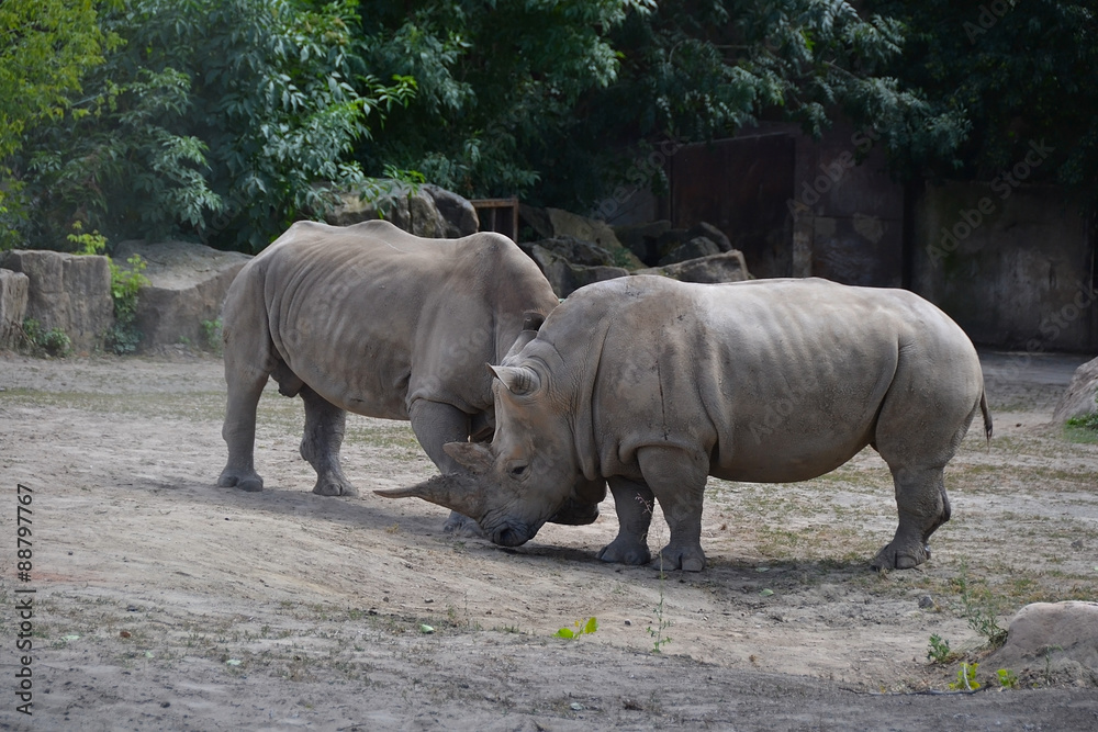 Fototapeta premium rhino