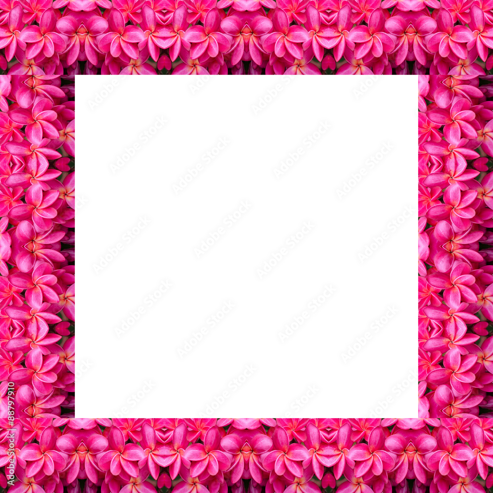 Frangipani flower seamless pattern background