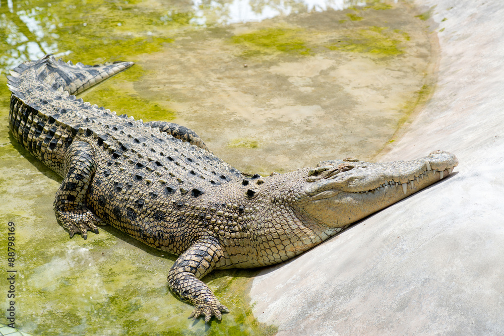 Crocodile Crocodile