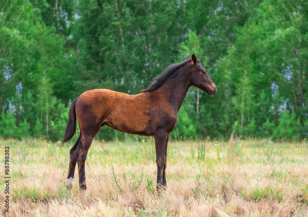 foal foal