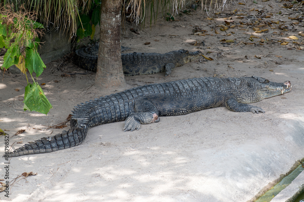 Obraz premium Crocodile