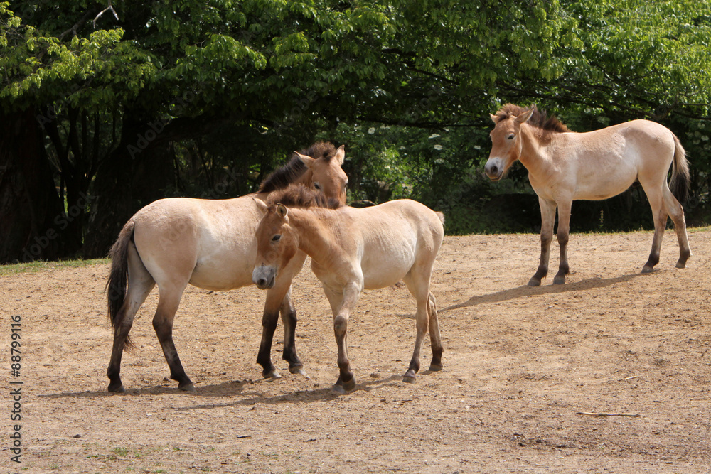 Przewalski-Pferde