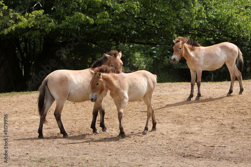 Przewalski-Pferde