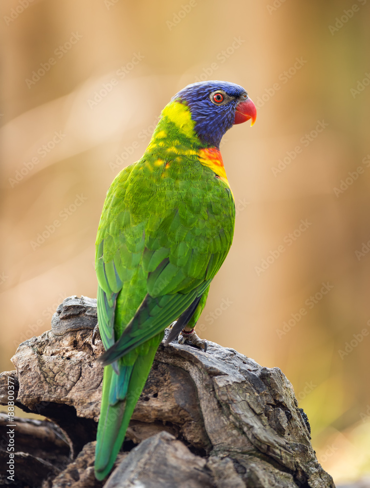 Naklejka premium Portrait of rainbow lorikeet