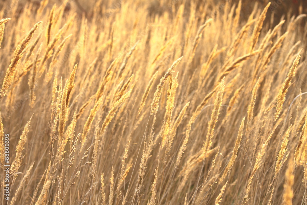 Fototapeta premium abstract photo of golden sedge for natural background