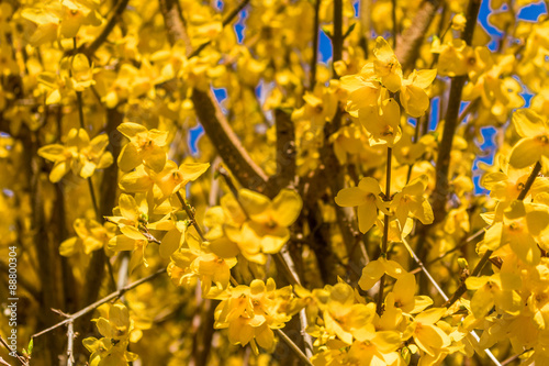 yellow flowers on brown branches photo