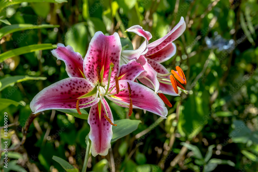 Fototapeta premium Les Lys