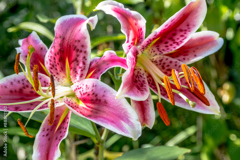 Obraz premium Les Lys