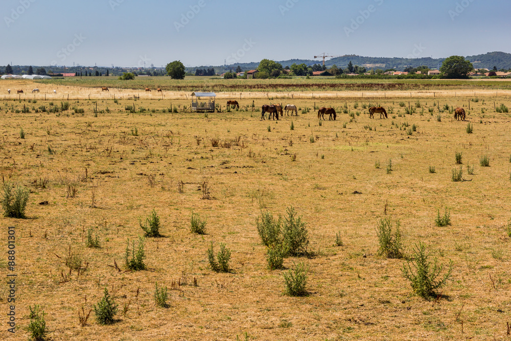 Chevaux dans un champs jaunis par la sècheresse