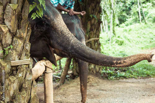 Elephants in Thailand © Lukasz Janyst