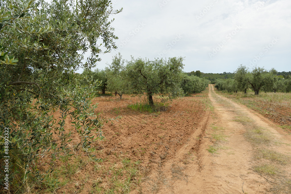 Olive trees. Plantation
