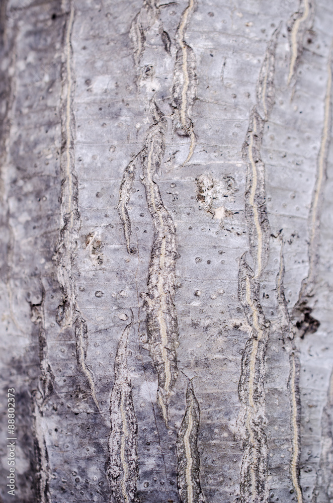 soft focus bark of tree for background soft focus bark of tree for background