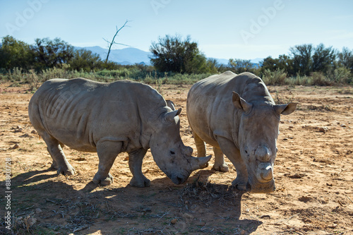 African rhinos.   A pair of African rhinos photographed during a photo safari in Africa a hot summer day.