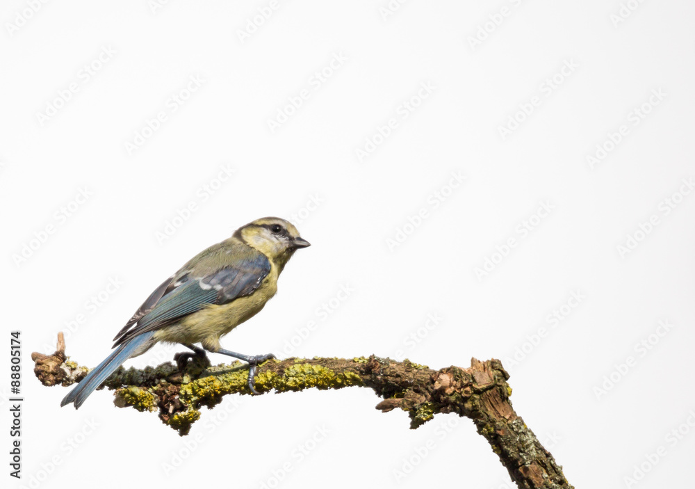 Fototapeta premium mésange