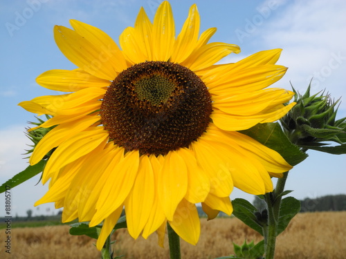 einzelne Sonnenblume mit Himmel