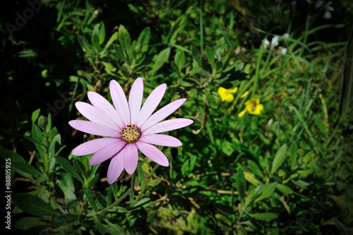 Osteospermum purple