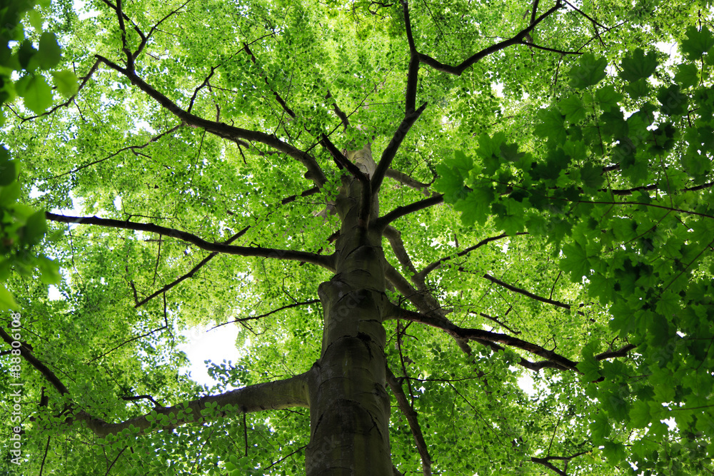 Naklejka premium looking up the tree