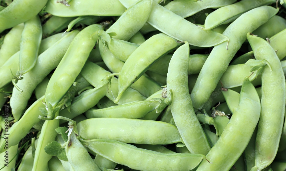 Background of fresh green pea pods Background of fresh green pea pods
